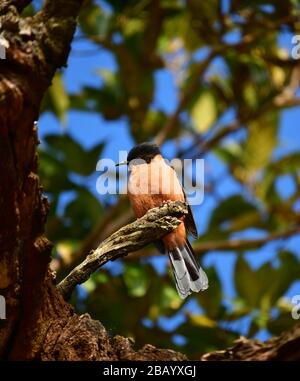 Rufous Sibia (Heterophasia capistrata) a Pangot a Nainital, Uttarakhand, India Foto Stock