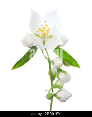 Rametto con fiore di gelsomino (Philadelphus), foglie verdi e germogli isolati su sfondo bianco. Messa a fuoco selettiva. Foto Stock