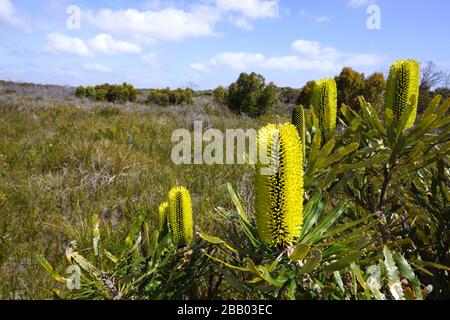 Candlestick Banksia arbusto, Banksia attenuata, con fiori gialli, nativo del sud-ovest dell'Australia occidentale nel suo habitat naturale Foto Stock