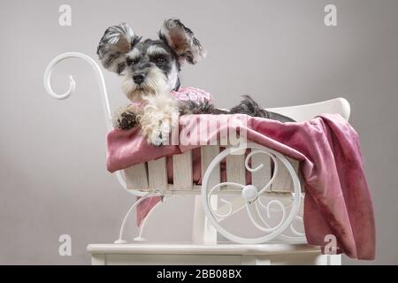 Cane schnauzer miniatura in un cappello si trova in un carrello bianco. Cane nel ruolo di una donna glamour. Simbolo di vicinanza alle persone e amore per i cani Foto Stock