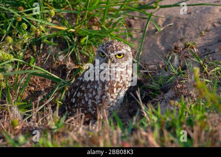 Burrowing Owl Athene cunicularia in burrow annidamento Florida USA Foto Stock