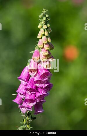 Roter Fingerhut, Fingerhut, Digitalis purpurpurea, Foxglove, Fox-Glove, foxglove comune, foxglove viola, guanto da donna, la digitale pourpre, la Grande di Foto Stock