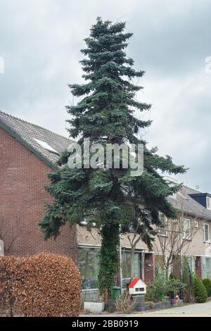 Tall Abies pinsapo (abete spagnolo) albero con bella verde blu fogliame in un quartiere olandese Foto Stock