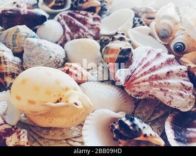 Conchiglie come sfondo estivo costiero, natura e concetto di viaggio Foto Stock