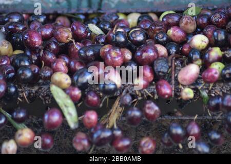 Olive appena raccolte trasportate in un trasportatore in un frantoio Foto Stock