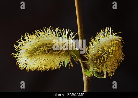 Macro vista di catkins maschi del willow di capra contro uno sfondo nero Foto Stock