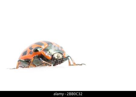 Ladybird primo piano isolato su uno sfondo bianco. Foto Stock