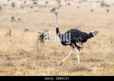 Struzzo maschile, strutio camelus, a piedi attraverso la lunga erba del Parco Nazionale di Nairobi. Questo è il primo Parco Nazionale ad aprire in Kenya, ed è il Foto Stock