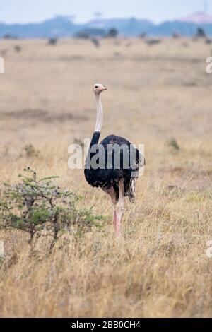 Struzzo maschio, strutio camelus, che si trova nella lunga erba del Parco Nazionale di Nairobi. Questo è il primo Parco Nazionale ad aprirsi in Kenya, ed è quello Foto Stock