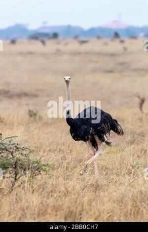 Struzzo maschile, strutio camelus, a piedi attraverso la lunga erba del Parco Nazionale di Nairobi. Questo è il primo Parco Nazionale ad aprire in Kenya, ed è il Foto Stock