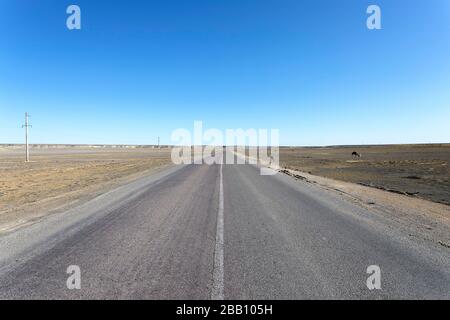 Cammelli al pascolo per l'autostrada, gasdotti e cablaggio elettrico, Aktau, depressione del Caspio, Kazakhstan Foto Stock