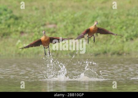 Meno fischio anatra (Dendrocygna javanica) Foto Stock