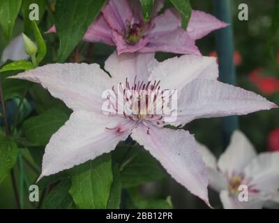 Viola chiaro Bud di un fiore clematis in fiore. Primo piano. Foto Stock