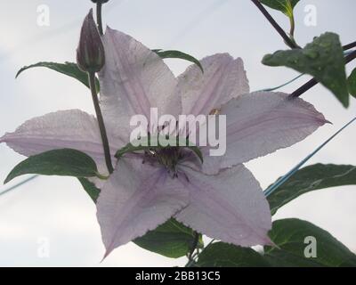 Viola chiaro Bud di un fiore clematis in fiore. Primo piano. Foto Stock