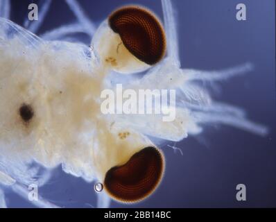 Piccoli granchi come plancton di mare come krill Foto Stock