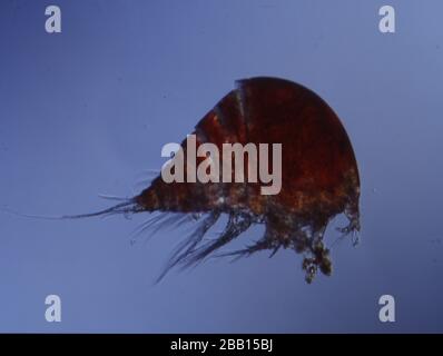 Piccoli granchi come plancton di mare come krill Foto Stock