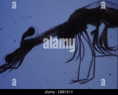 Piccoli granchi come plancton di mare come krill Foto Stock