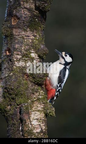 Femmina grande picchio macchiato (Dendrocopos maggiore) che foraging su un tronco di albero Foto Stock