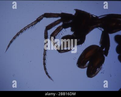 Piccoli granchi come plancton di mare come krill Foto Stock