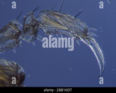 Piccoli granchi come plancton di mare come krill Foto Stock