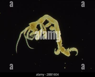 Piccoli granchi come plancton di mare come krill Foto Stock