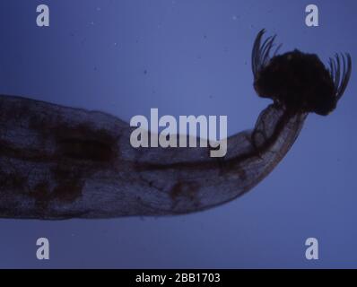 Piccoli granchi come plancton di mare come krill Foto Stock