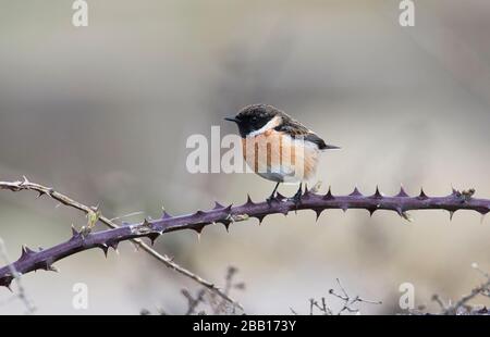 Maschio stonechat (Saxicola serrato) arroccato su un brambolo nella primavera iniziale Foto Stock