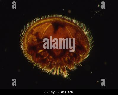 La Varroa bee acaro sotto il microscopio Foto Stock