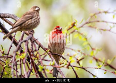 Un paio di House Finches (Haemorhous mexicanus) appollaiato su un ramo di albero; San Francisco Bay Area, California; sfondo sfocato Foto Stock