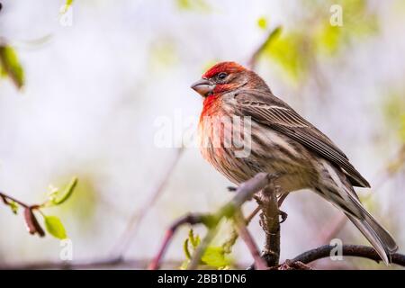 Primo piano di House Finch (Haemorhous mexicanus) arroccato su un ramo di alberi; San Francisco Bay Area, California; sfondo sfocato Foto Stock