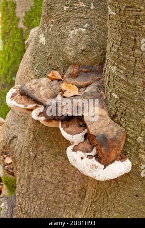 funghi di mensola che crescono sul tronco di un albero in primo piano, anche conosciuto come funghi di mensola Foto Stock