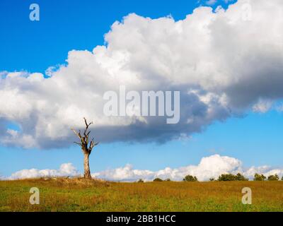 Albero morto nel paesaggio rurale - Umbria, Italia Foto Stock