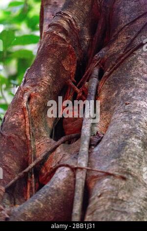 Una scimmia tarsica al parco di Tangkoko, Indonesia Foto Stock