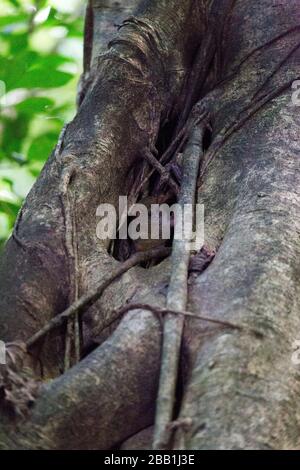 Una scimmia tarsica al parco di Tangkoko, Indonesia Foto Stock