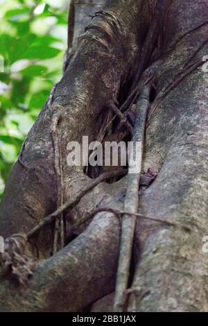 Una scimmia tarsica al parco di Tangkoko, Indonesia Foto Stock