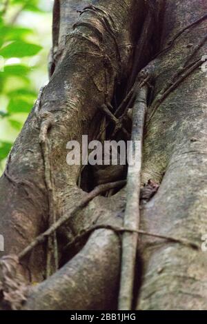 Una scimmia tarsica al parco di Tangkoko, Indonesia Foto Stock