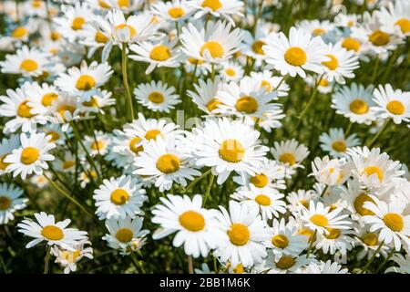 Campo di fiori Daisy durante la primavera nei Paesi Bassi Foto Stock