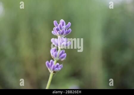 Beautiful Single purple lavender flower with blur abstract background, Green bokeh out of focus background from nature garden at sunset Foto Stock