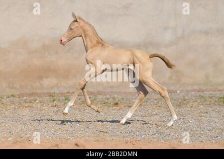 Cremello akhal teke razza foal correre in galoppo contro vecchio muro di pietra sul terreno sabbioso fuori in estate. Ritratto animale in movimento. Foto Stock