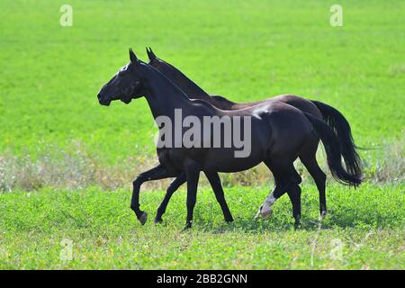 Due cavalli neri di razza akhal che corrono nel campo fianco a fianco. Foto Stock