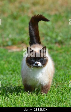 Gatto siamese con occhi blu che cammina sull'erba all'aperto in estate. Ritratto animale. Foto Stock