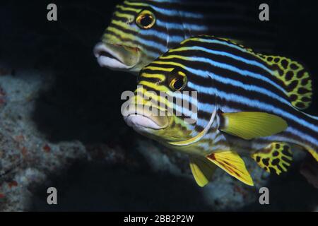 Pesce dolce orientale (Plectorhinchus orientalis) sott'acqua alle Maldive Foto Stock