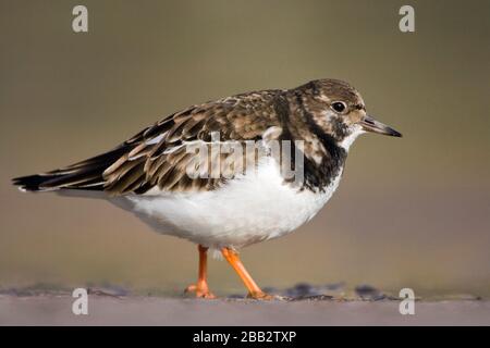 Turnstone (Arenaria interpres), che proibire la costa, Donna Nook, Lincolnshire, Inghilterra Foto Stock