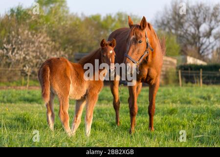 un mare e il suo nemico in un campo in primavera Foto Stock