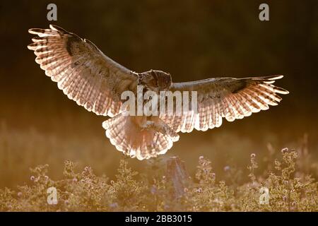 European Eagle Owl (Bubo bubo) (C) in volo, Gloucestershire, Inghilterra Foto Stock