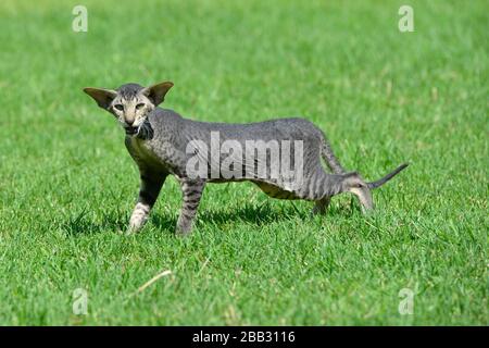 Gatto orientale a strisce grigie che si insinua sul prato verde erba estate. Foto Stock