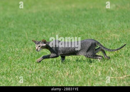 Gatto orientale a strisce grigie che si insinua sul prato verde erba estate. Foto Stock