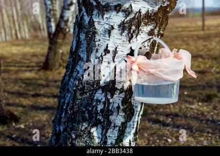 estrazione di sap di betulla dalla betulla in un boschetto con metodo artigianale Foto Stock