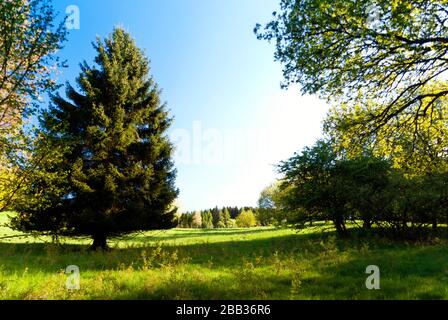 Sul sentiero escursionistico Eifelsteig in Eifel, Germania Foto Stock