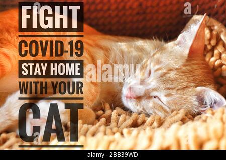 Adorabile felina per animali domestici e un messaggio per rimanere a casa con il vostro gatto e stare al sicuro dal covid-19 focolaio Foto Stock
